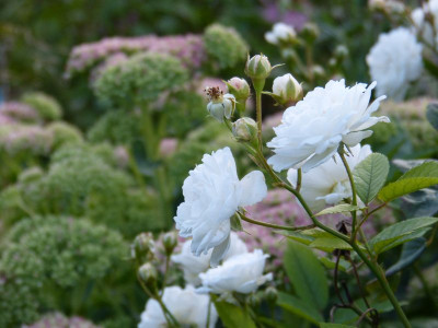 2015-08-26 Gartenimpressionen 1.jpg