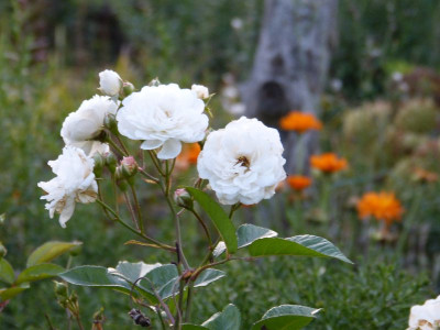 2015-08-26 Gartenimpressionen 2.jpg