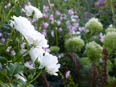 2015-08-26 Gartenimpressionen 3.jpg