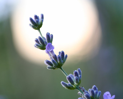 Lavendel-im-Abendlicht.jpg
