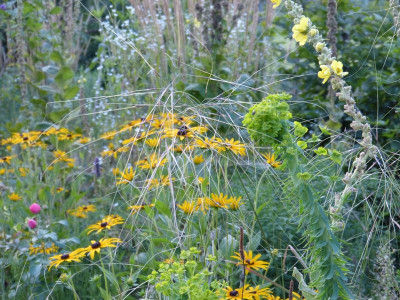 2015-08-26 Gartenimpressionen 4.jpg