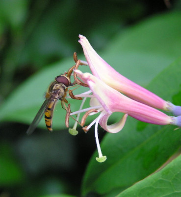 Hain-Schwebfliege-1.jpg