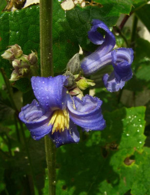 Clematis_New_Love_06-2.jpg