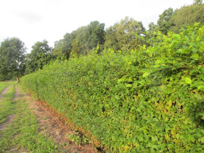 Hecke 27.8.15 ue.JPG