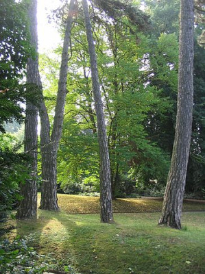 Bild_6_Kiefern.jpg