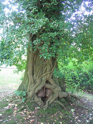 Bild_7_Efeu.jpg