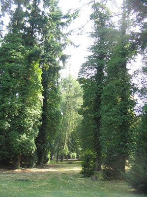 Bild_8_Larchen.jpg