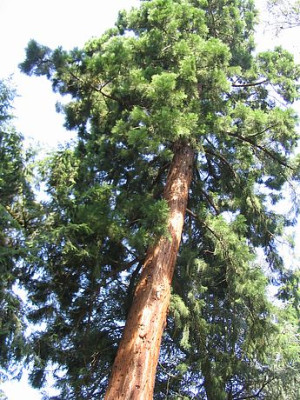 Bild_9_Sequoia_sempervirens_.jpg