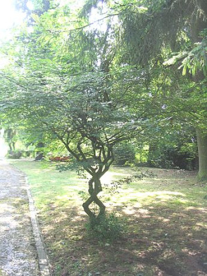 Bild_10_Euonymus.jpg