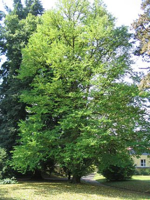 Bild_14_Cercidiphyllum_japonicum.jpg