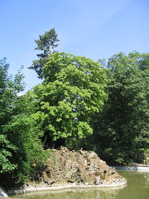 Bild_16_Aesculus_pavia_.jpg