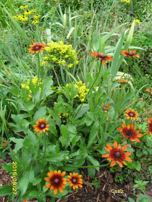 rudbeckia 15.jpg