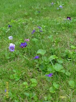 kobolde in der wiese 15.jpg