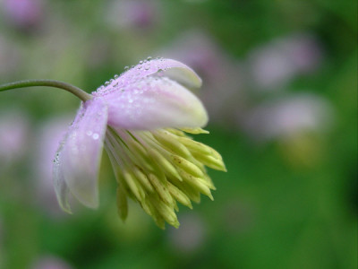 Wiesenrautentau_k.jpg