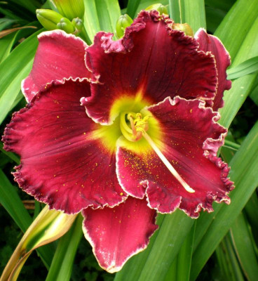ruby corona 2015.jpg