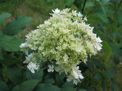 H_arb_HayesStarbustIMG_2082 (Kopie).JPG