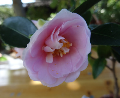 Jean may 27 aug 15.jpg