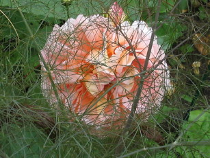 Abraham_Darby_hinter_Fenchel_1_3_1.JPG