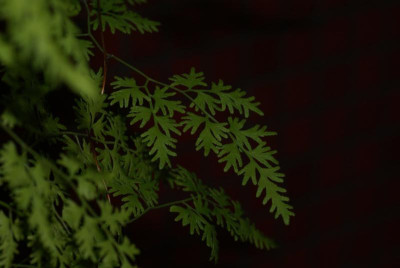 DSC05898.JPG