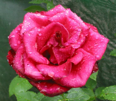 ROSE_MO_3107_I.jpg