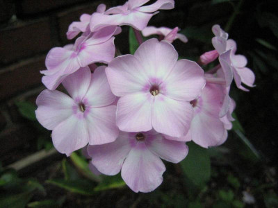 Rosa Würze.JPG