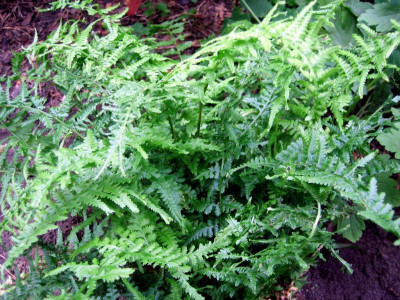 Athyrium filix-femina 'Victoriae'  .JPG