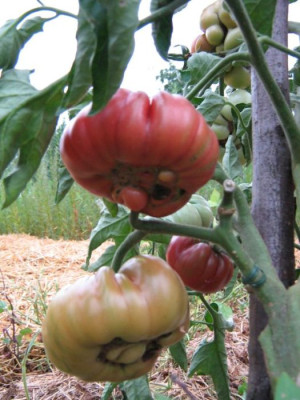 tomaten_31.7.2006_maltitzer_braune2.jpg