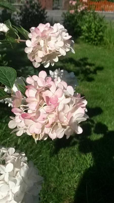Hydrangea-unbekannt.15-1.jpg
