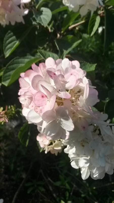 Hydrangea-unbekannt.15-3.jpg