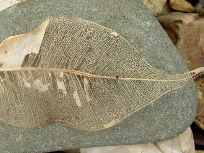 Blatt11.jpg
