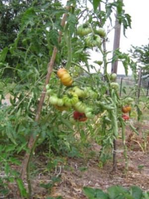 tomaten_31.7.2006_maltitzer_braune1.jpg