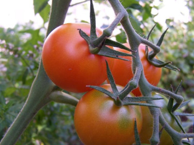 tomate_unbekannt.jpg