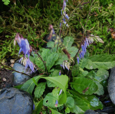 Wulfenia am     ,,,  4.8.15 003.jpg