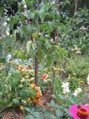 tomaten_31.7.2006_reisetomate.jpg
