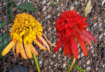 echinacea.jpg