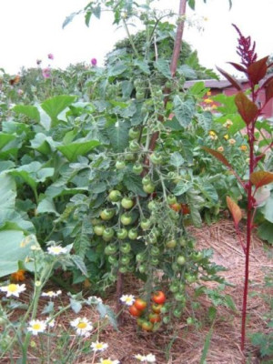 tomaten_31.7.2006miel_de_mexique.jpg