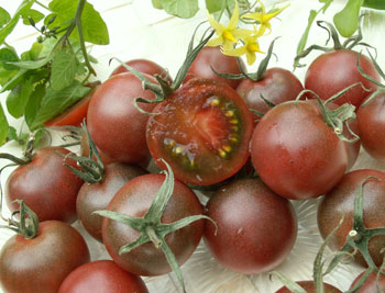 black_cherry_v.jpg