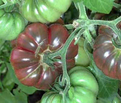 purple-calabas_v.jpg