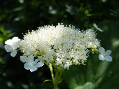 2015-08-28 Hydrangea arborescens subsp. radiata.jpg