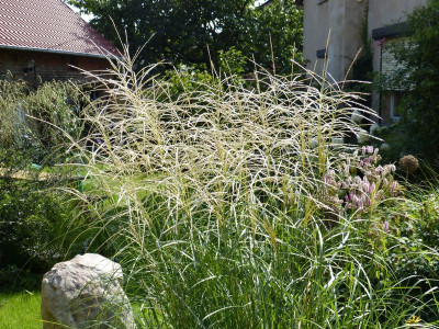 2015-08-28 Miscanthus 'Federweißer'.jpg