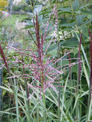 2015-08-28 Miscanthus 'Dreadlocks' 1.jpg