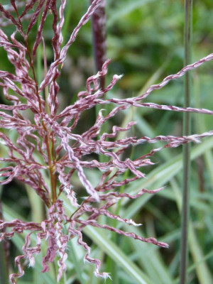 2015-08-28 Miscanthus 'Dreadlocks' 2.jpg