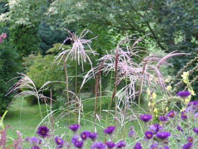 2015-08-28 Miscanthus 'Aldebaran'.jpg