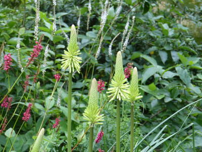 2015-08-28 Kniphofia 'Green Jade'.jpg