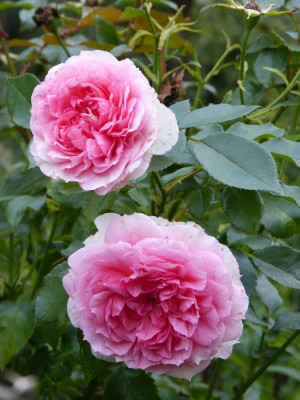 2015-08-28 Rosen 'Kurfürstin Sophie'.jpg