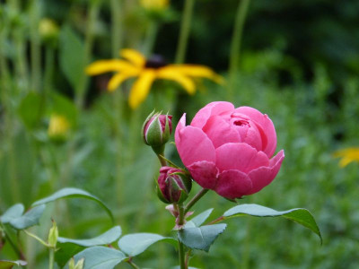 2015-08-28 Rosen 'Pomponella'.jpg