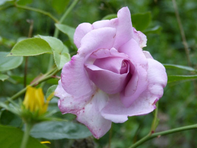 2015-08-28 Rosen 'Synactif'.jpg