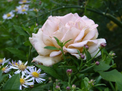 2015-08-28 Rosen 'Honey Dijon'.jpg