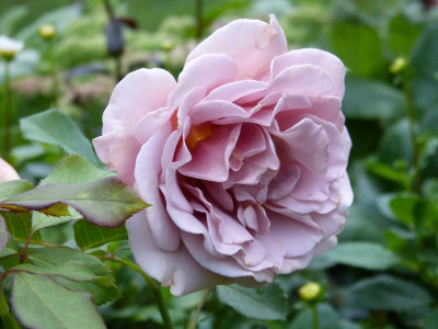 2015-08-28 Rosen 'Koko Loco'.jpg