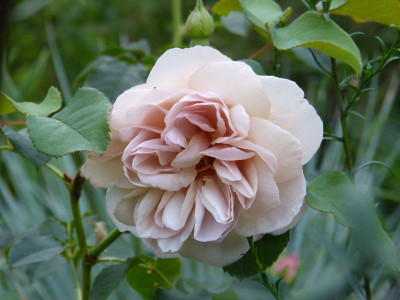 2015-08-28 Rosen 'Laika'.jpg